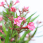 Oleander bloei